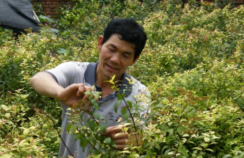 培植花木